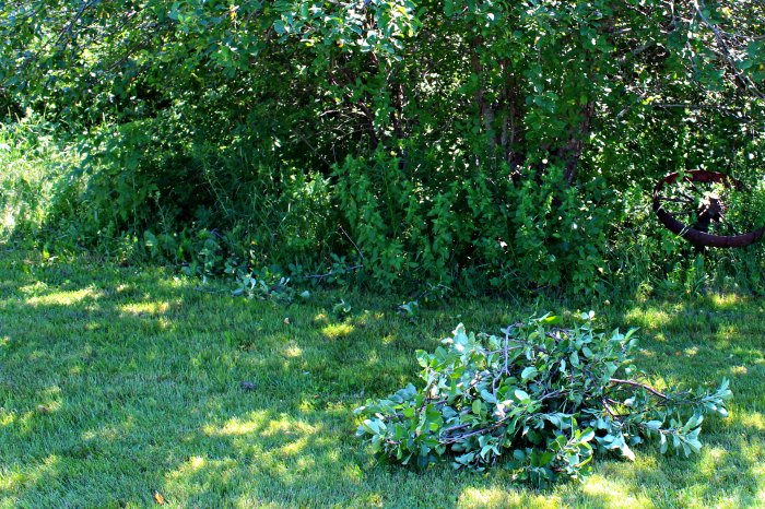 A pile of apple tree branches trimmed from our apple trees, the perfect wood to use to smoke our Pork Ribs