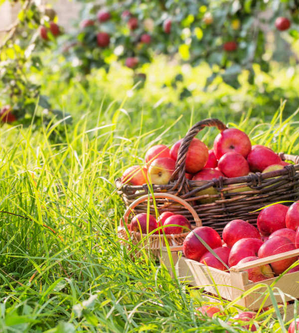 Basket of ripe apples under an apple tree.