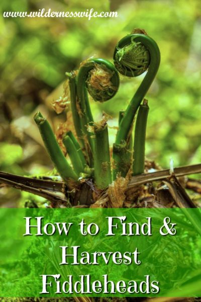 Picture of fiddleheads popping through the ground in early spring ready for harvesting and use in delicious fiddlehead recipes.