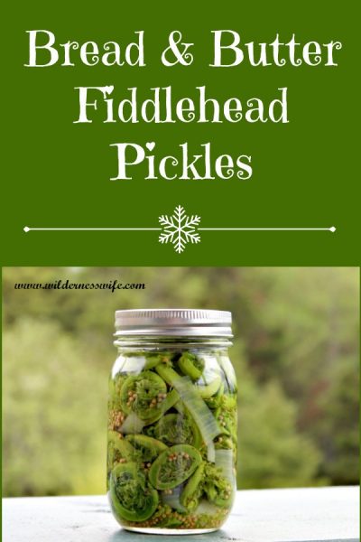 Jar of canned bread & butter fiddlehead pickles sitting on table with Maine North Woods in the background