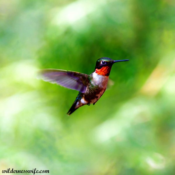 Ruby Throated Hummingbird hovering mid air just as he is landing to try my Homemade Hummingbird Food Recipe