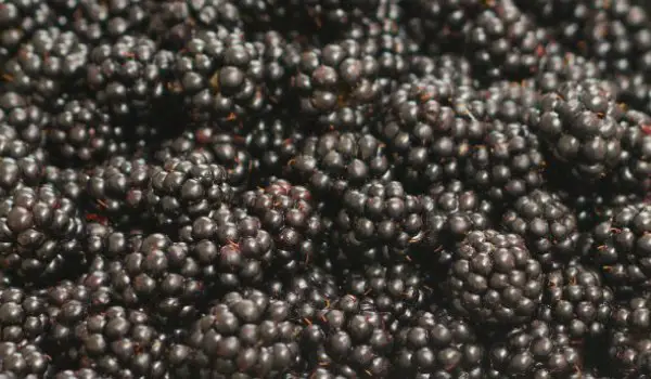 Delicious ripe blackberries washed and ready to make Blackberry Jam