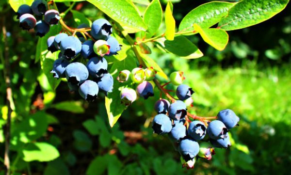 Ripe and unripe blueberries growing on a bush in Maine