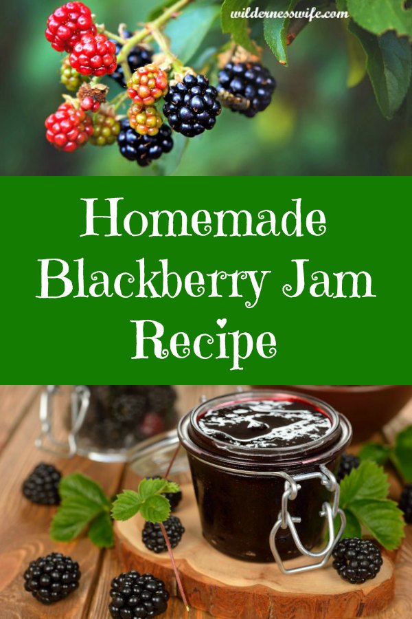 Blackberries hanging on a branch ready to be picked and made into homemade blackberry Jam,