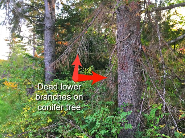 Finding kindling amongst the dead lower branches of evergreen tree