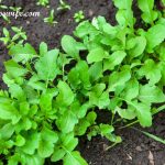 Crisp, green, peppery arugula grows in luscious dark soil.