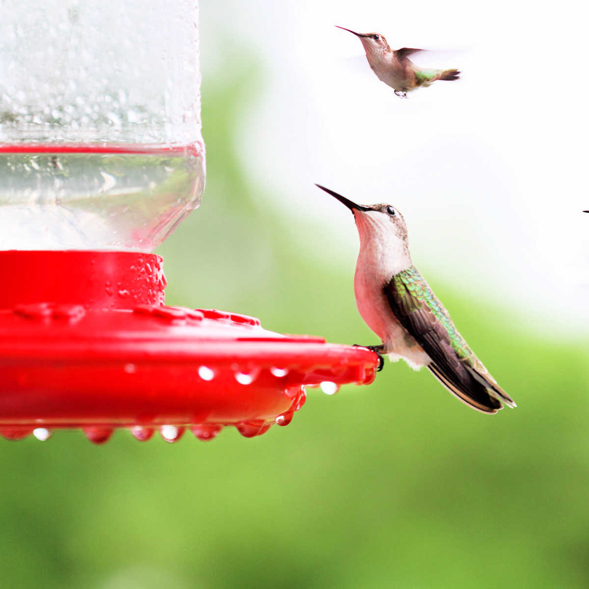 Red hummingbird feeder with female hummingbird perched on it