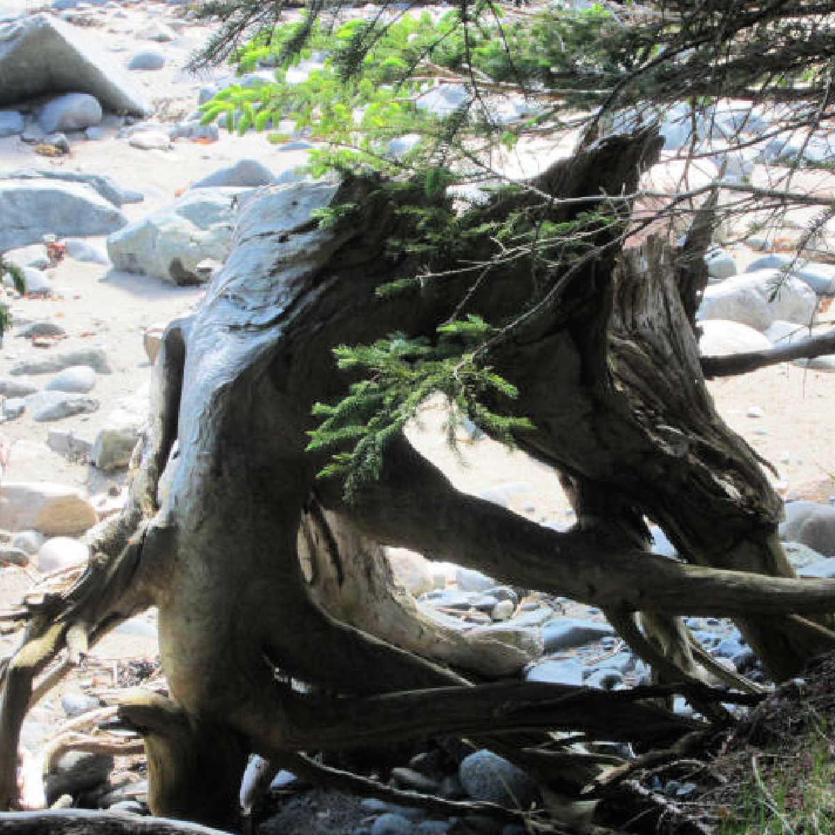 Driftwood stump on beach near Machias, Maine