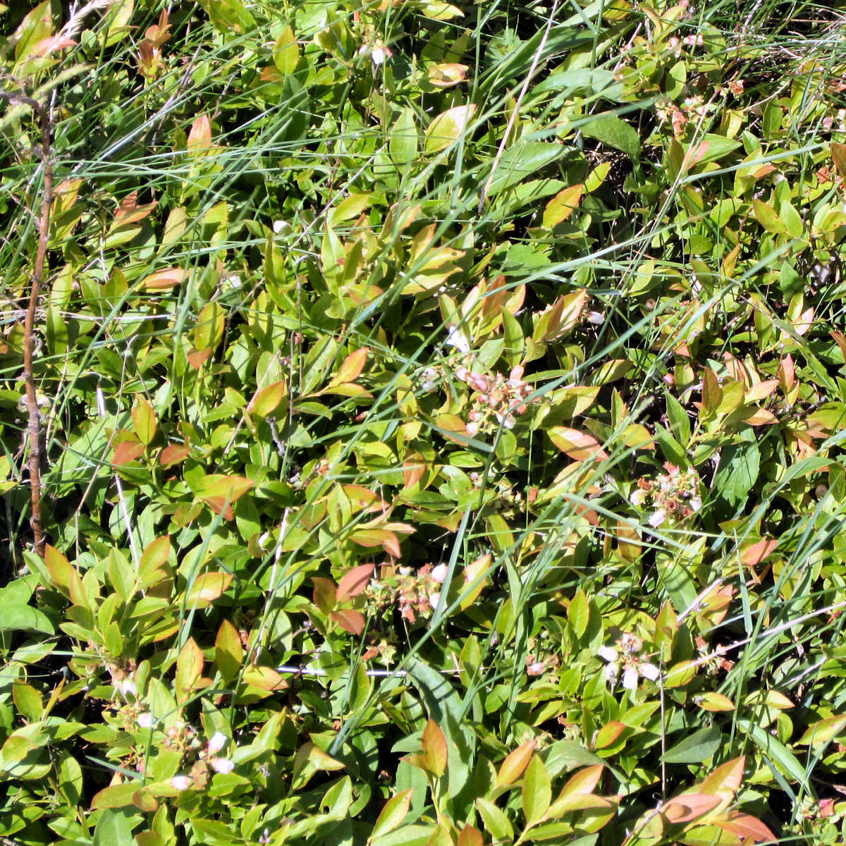 Close-up of blueberry plants in Washington County blueberry barrens