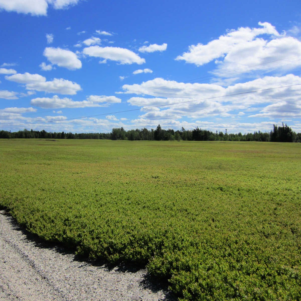 Blueberry field in the barrens of Washington County, Maine