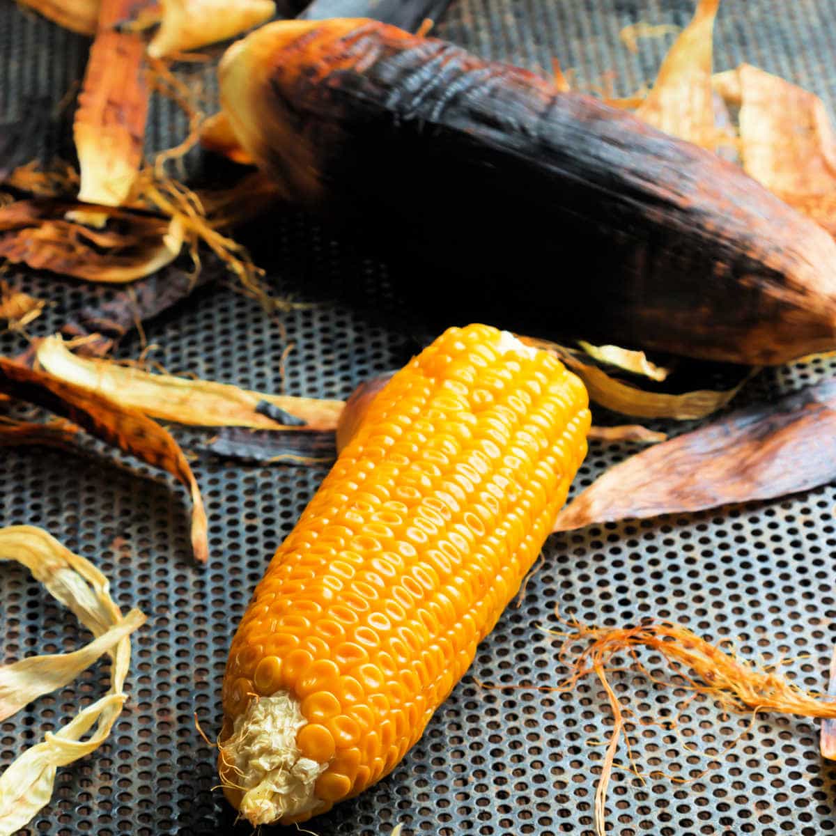 Grilled sweet corn - 1 ear still in grill-charred husk and one cooked ear huskless on rack.